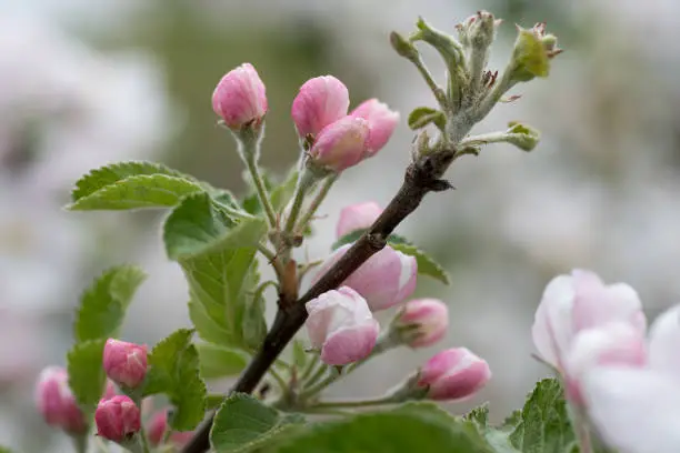 Close up of pink buds starting to open up and closed buds with leaves at the end of a branch of an apple tree
