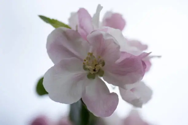 Single apple blossom flower showing all petals, stamens and inner parts of flower with other flowers and leaves in background