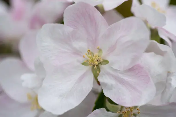 Petals and stamens of apple blossom flower with other flowers visible in background