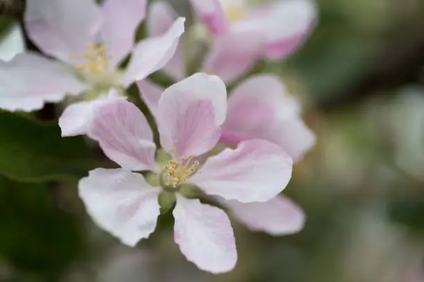 Macro shot of apple blossom flower showing stamens and petals with flowers and leaves out of focus in background