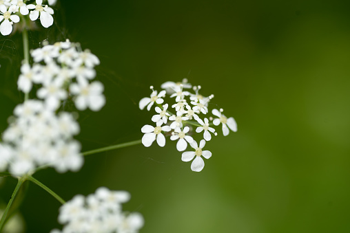 White flowers on flower head of cow parsley plant in close up in centre of frame with out of focus green background