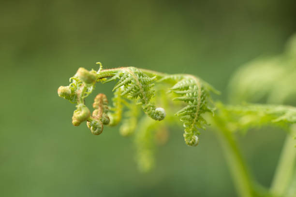 nahaufnahme von sich entwirren fronds der farnpflanze - fern leaf plant close up stock-fotos und bilder