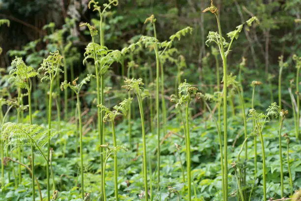Stems of tall fern plants starting to unfurl leaves in bright open clearing in forest area