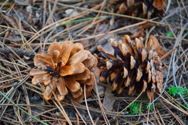 istock open pine cones lie on the ground 1223389490