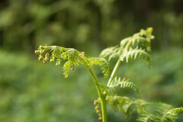 Close up of unfurled fronds of fern plant in clear space against out of focus  natural green setting in background