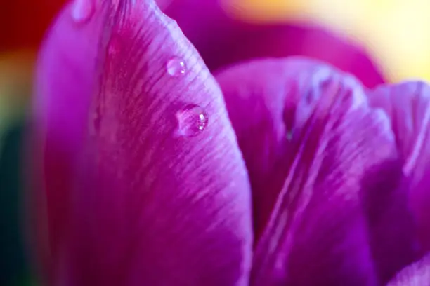 Purple tulip petals showing patterns and water droplets on surface in extreme close up