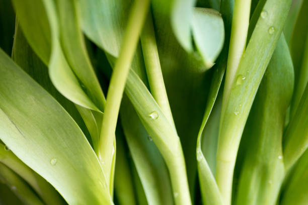 Full frame photo of green tulip stems with water droplets