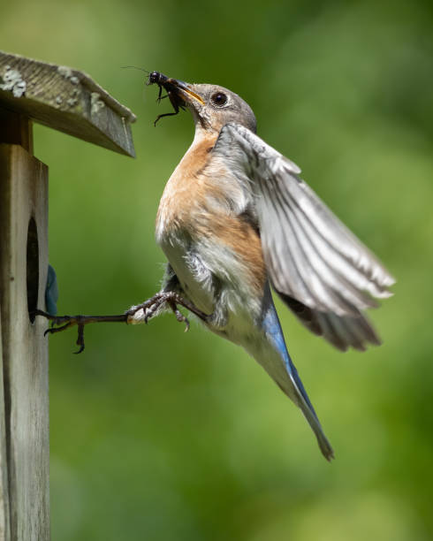 istock An eastern bluebird landing to feed young 1223392860
