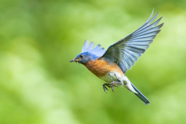 istock Male Bluebird in Flight 1223393087