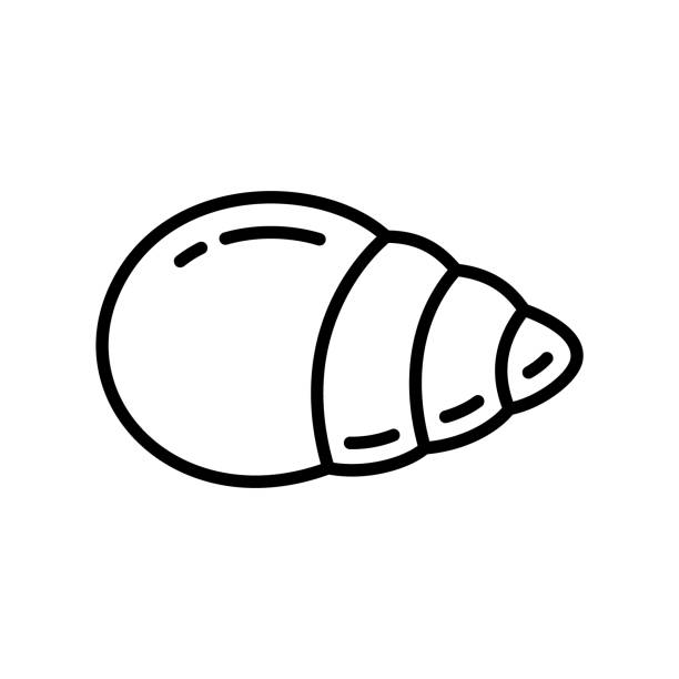 muschel-symbol. lineares logo der kegelschale - snail white background mollusk mucus stock-grafiken, -clipart, -cartoons und -symbole