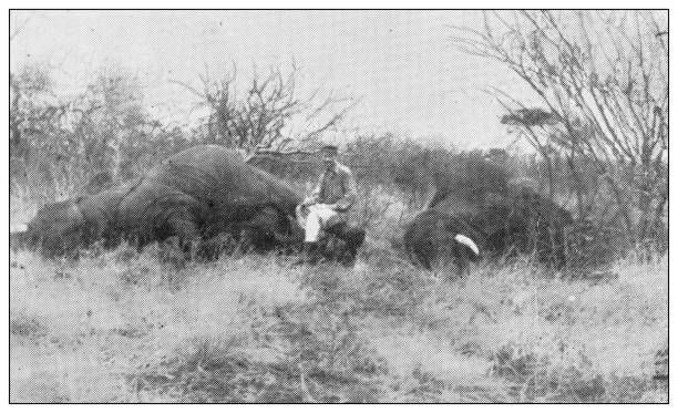 Antique black and white photograph of sport, athletes and leisure activities in the 19th century: Big game hunting in Africa, Two Elephants Antique black and white photograph of sport, athletes and leisure activities in the 19th century: Big game hunting in Africa, Two Elephants two men hunting stock illustrations
