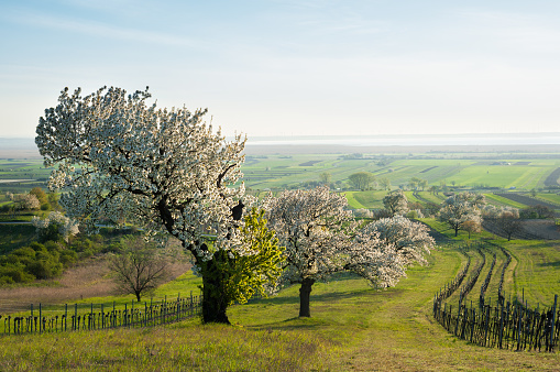 Blooming almond trees. Crop field