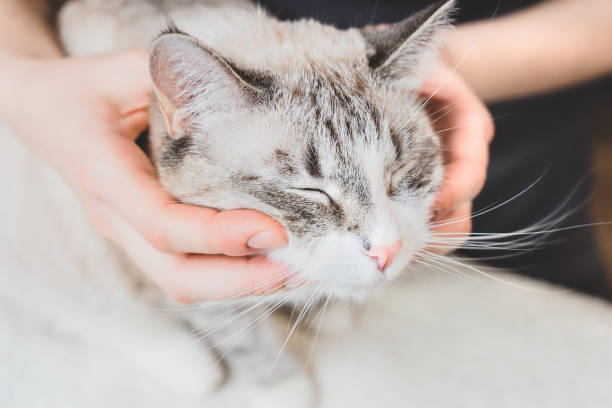 istock Massaging the cat's cheekbones and head. Massage technique 1223395407