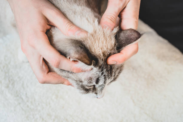 istock Massaging the cat's head and nape. Massage technique 1223395438