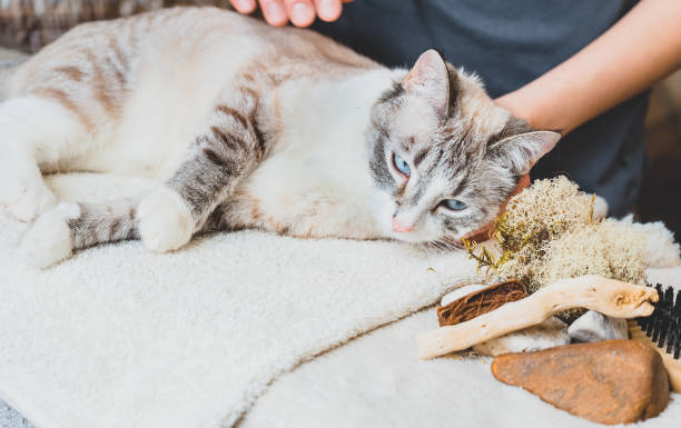 istock Relaxing the cat before the massage 1223395522