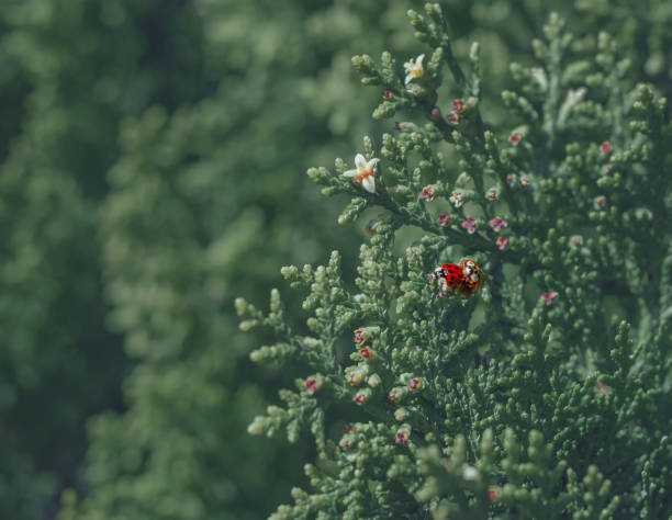 istock Ladybugs on green leaves of juniper 1223395610