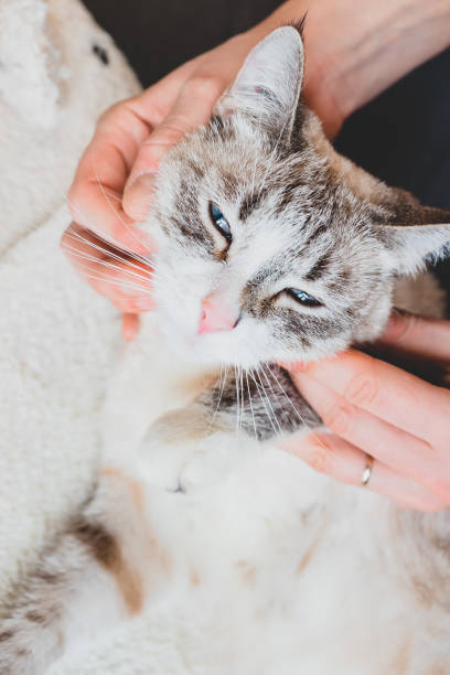 istock Massaging the cat's neck and cheekbones. Massage technique 1223396599