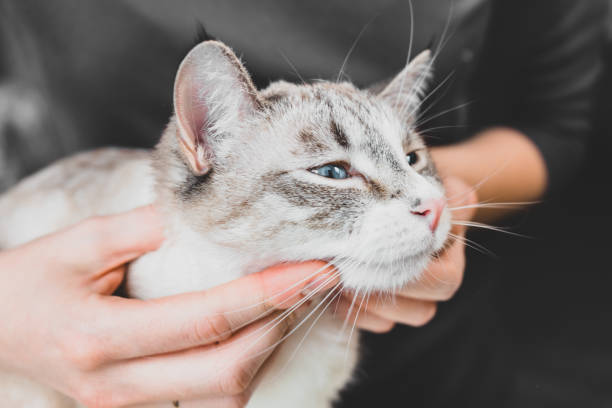 istock Massage the cat's neck and chin. 1223396601