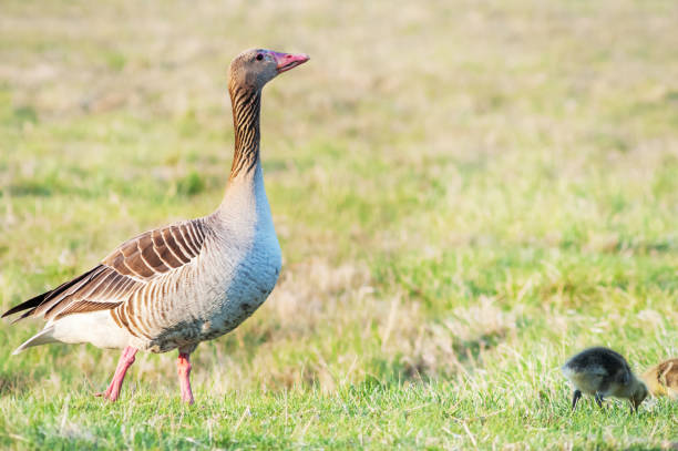 goose family in the grass