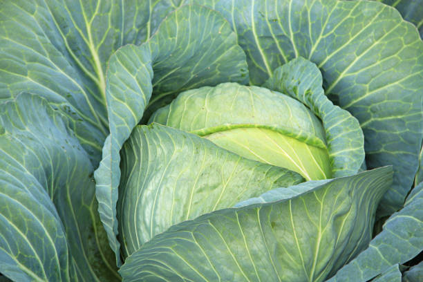White cabbage stock photo