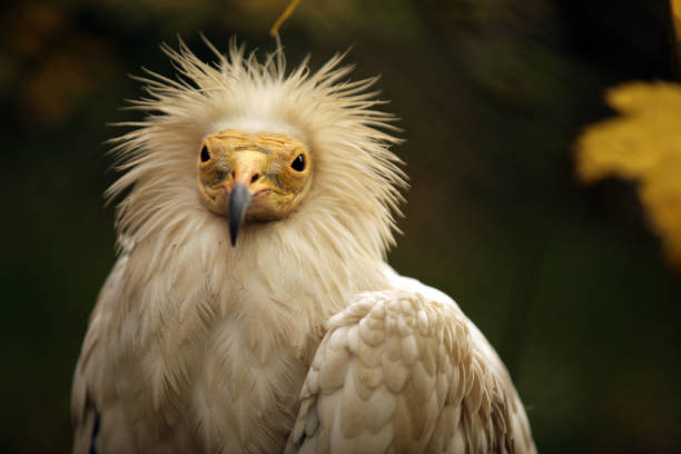 istock Portrait of a Vulture 1223398024