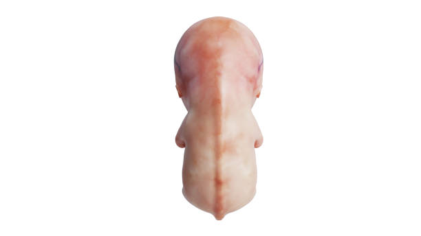 istock Embryo human unborn fetus, back view 1223398211