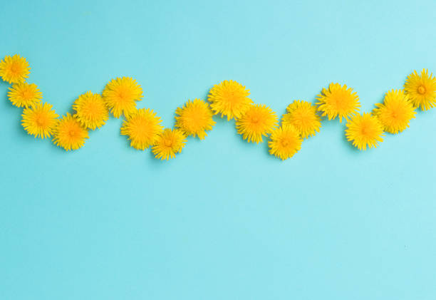 istock Dandelion flowers on blue background top view 1223398395