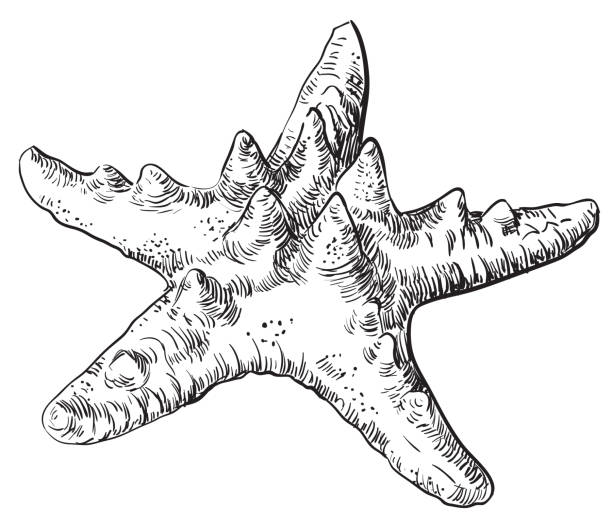 illustrations, cliparts, dessins animés et icônes de dessin à la main coquillage-25 - starfish woodcut backgrounds vector