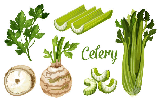 Organic farm bio celery leaf, stem and tuber root Celery vegetable, vector celeriac plant stalk, leaf and tuber root. Organic farm veggie and vegan celery herb for food, salad, cooking ingredients and healthy drink package design finger frame stock illustrations