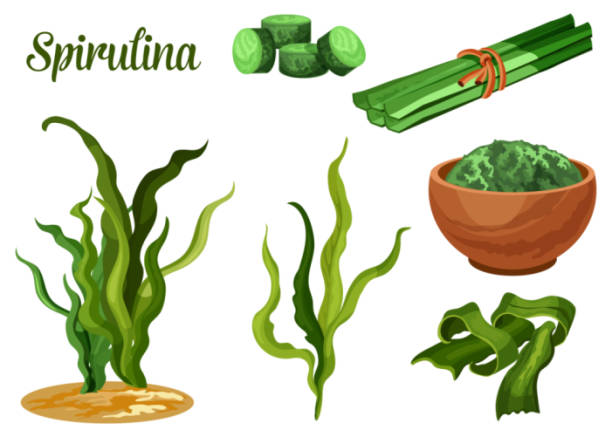 морские водоросли спирулины, суперпродуктов пищевая добавка - spirulina bacterium superfood healthy lifestyle alternative medicine stock illustrations