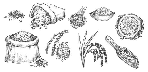 ilustrações, clipart, desenhos animados e ícones de esboçar grãos de trigo, centeio e farinha de cevada em saco - wheat whole wheat cereal plant rye