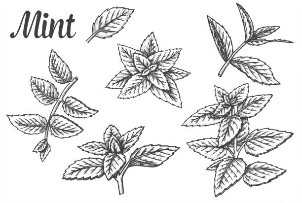 ペパーミントの葉やミントの葉のスケッチ - peppermint点のイラスト素材／クリップアート素材／マンガ素材／アイコン素材
