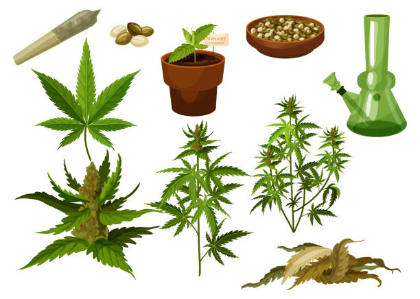 Set of isolated marijuana leaf and hemp seeds Set of isolated marijuana leaf and hemp seeds, cannabis buds or medicine weed foliage. Sativa and indica, bong and rolled joint, cigarette and pipe, pot or tobacco. Drug and plant, smoking and herbal bong stock illustrations