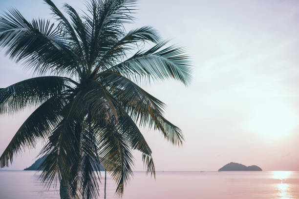 istock Tropical beach background at sunset with coconut palm tree 1223400879
