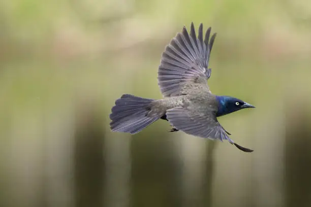 Photo of Common Grackle in Marsh nature reserve in flight