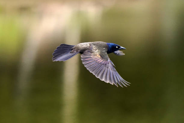 istock Common Grackle in Marsh nature reserve in flight 1223402920