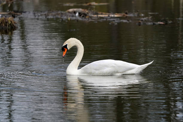 istock Mute Swan swimming in marsh with reflections 1223402968