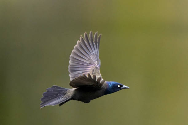 istock Common Grackle in Marsh nature reserve in flight 1223403024
