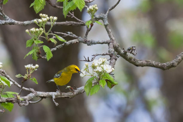 istock Tasty Treat for a Blue-winged Warbler 1223403409