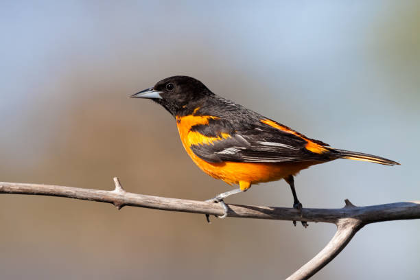 istock Baltimore Oriole Walks Across a Branch 1223403429