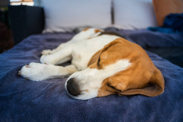 istock Hound Beagle dog sleeping outdoors on a garden sofa 1223403431