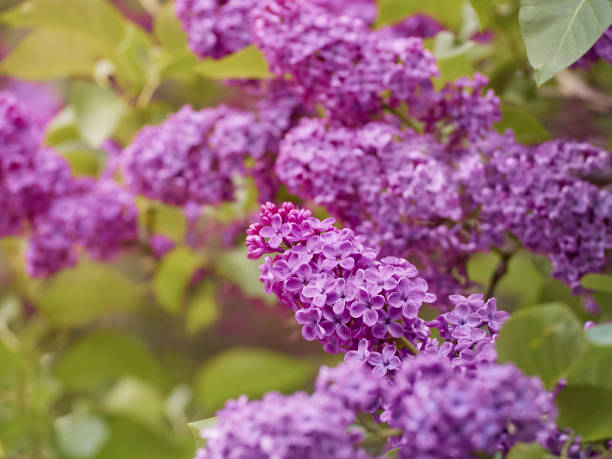 istock Blossoming Syringa vulgaris. 1223403529