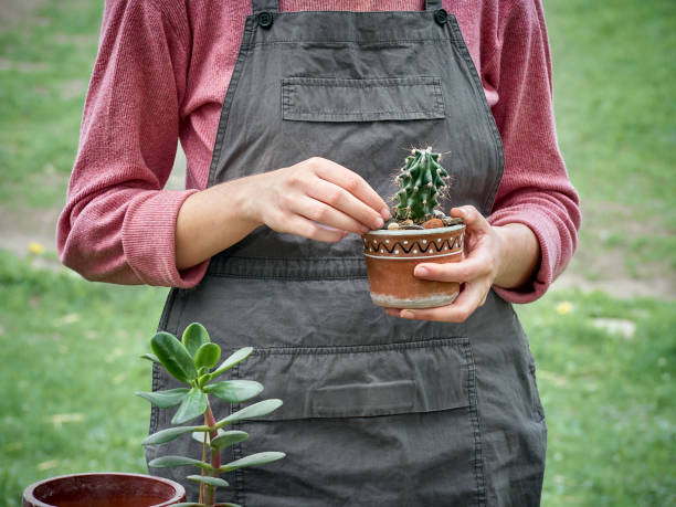 istock Transplanting a cactus in flower pot. 1223403603