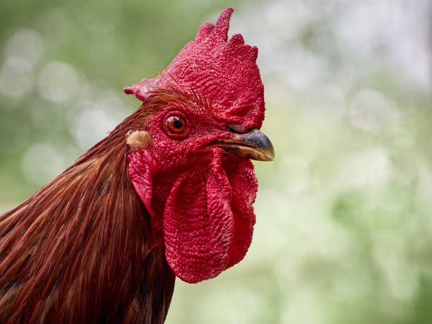 istock A portrait of a rooster. 1223404206
