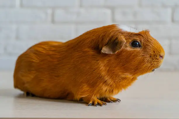 Photo of The red domestic guinea pig (Cavia porcellus), also known as cavy or domestic cavy