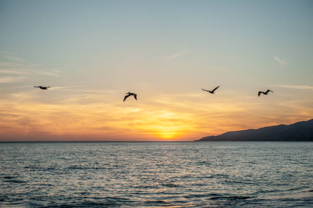 istock Pelican in the pacific coast 1223405613