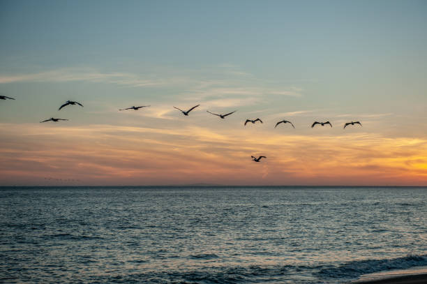 istock Pelican in the pacific coast 1223405651