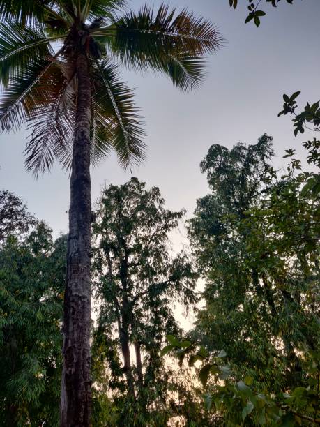 A wonderful morning vibe with trees