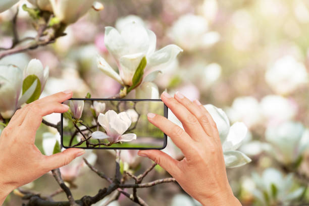 Woman hands taking photos of magnolia flowers in a garden by smartphone Woman hands taking photos of magnolia flowers in a garden by smartphone magnolia white flower large stock pictures, royalty-free photos & images