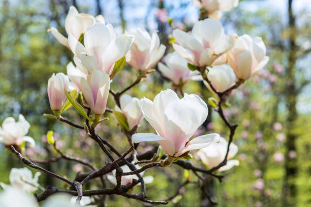 утро в саду магнолии с красивыми цветущими цветами, освещенными солнцем - spring magnolia flower sky стоковые фото и изображения